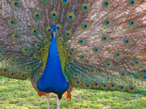 Portrait of blue peacock with feathers tail out in the sun
