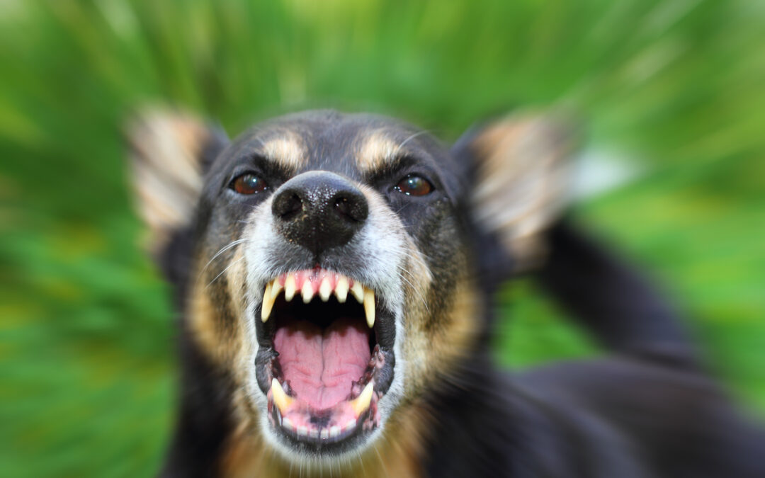 Florida’s Pam Rock Act: $100K Insurance Mandate Strengthens Dog Bite Claims in Melbourne